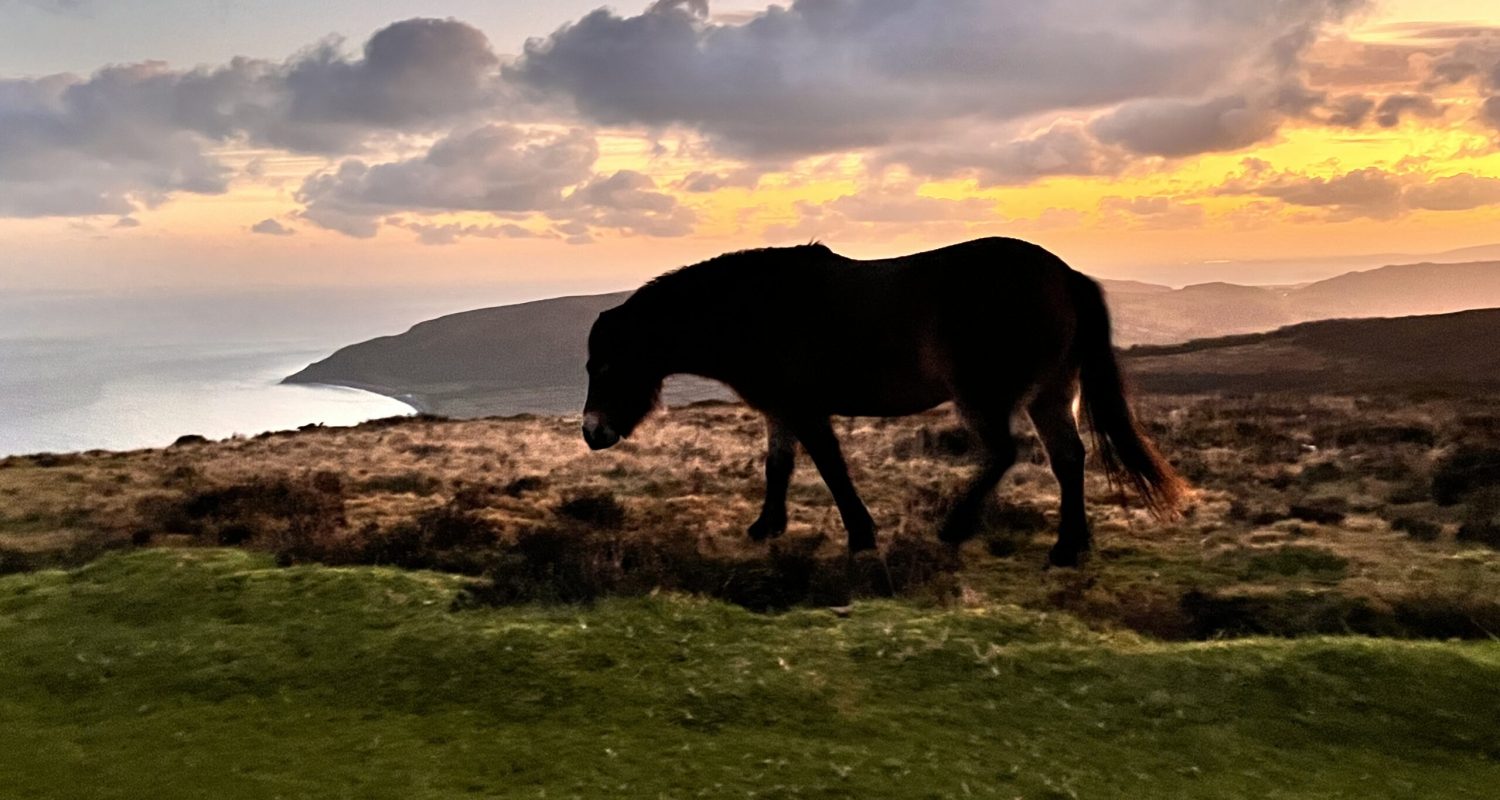 oor pony